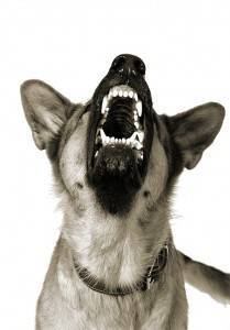 吠叫的狗制造噪音，令人讨厌