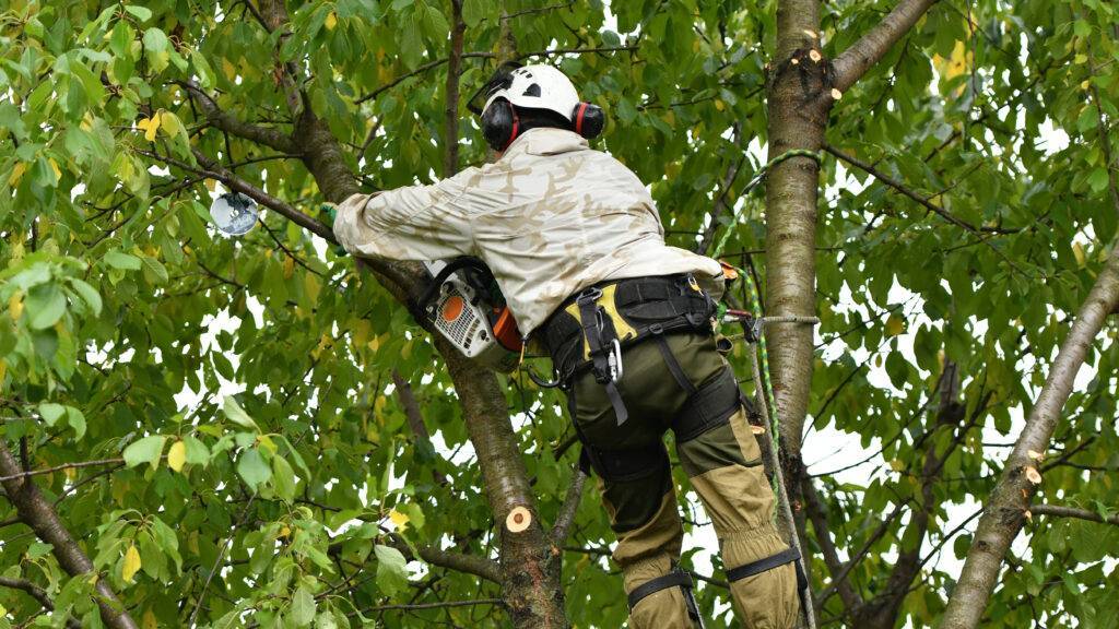 工作在高度与嘈杂的设备的树木族人在树外科行业。